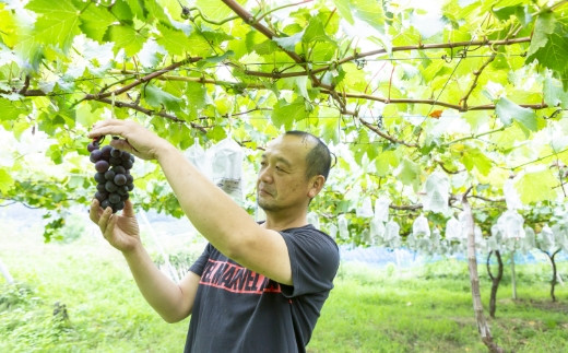 【先行予約】龍頭農園 巨峰 5房から6房 (約2kg) 2025年8月中旬から8月下旬 出荷予定