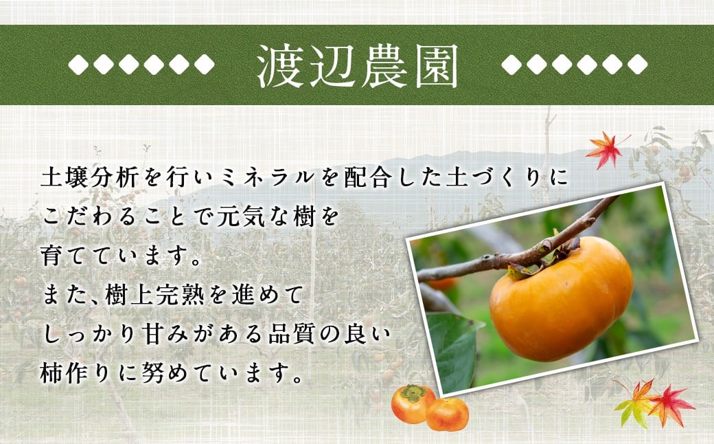 【先行予約】 渡辺農園 早秋柿 12玉から15玉 【2025年9月下旬から10月上旬 出荷予定】 柿 かき カキ 早秋 そうしゅう 果物 くだもの フルーツ 果実 ジューシー お取り寄せ 福岡県 うきは市