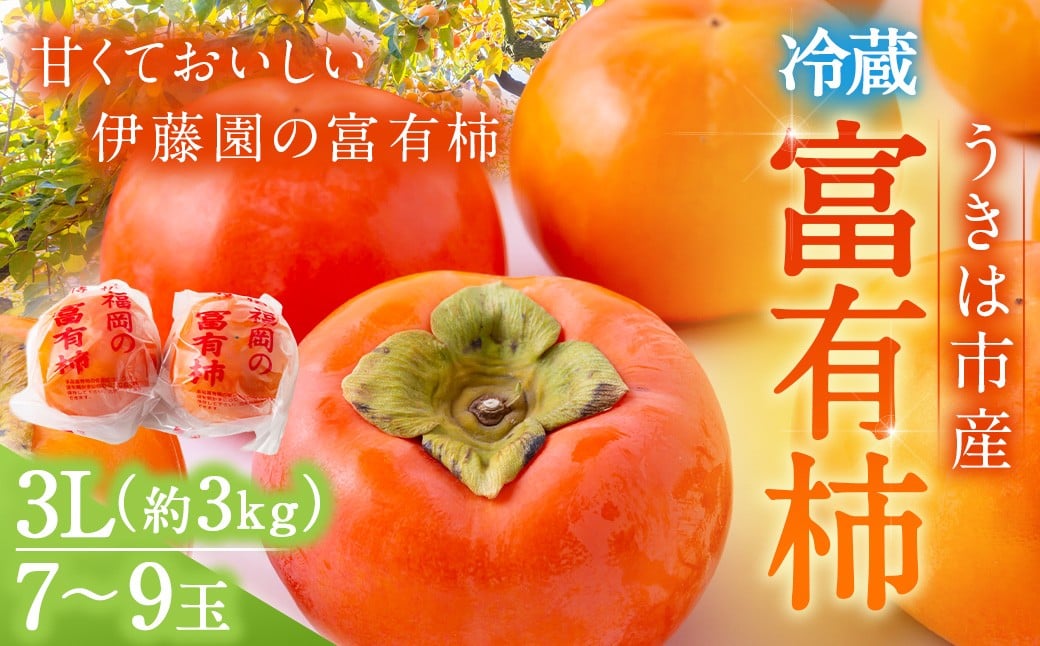 【先行予約】伊藤園 冷蔵富有柿 （3Lサイズ） 7玉から9玉 約3kg 【2025年12月中旬から12月下旬出荷予定】 ／ 富有柿 柿 果物 フルーツ くだもの うきは市