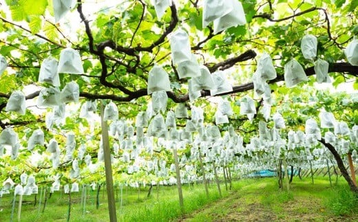 【先行予約】 原茂之巨峰園 巨峰屋こだわりの巨峰 8房から9房 （約3kg） 【2026年8月下旬～9月上旬より順次発送予定】 葡萄 ぶどう ブドウ 巨峰 きょほう 果物 くだもの フルーツ 果実 新鮮 フレッシュ ミネラル 朝採り発送 流川ブランド お取り寄せ 福岡県 うきは市 冷蔵