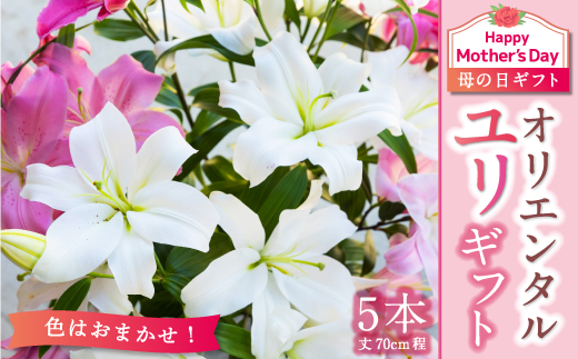 ☆母の日ギフト☆ 後藤花卉園 オリエンタルユリギフト 2024年5月10日～5月12日お届け