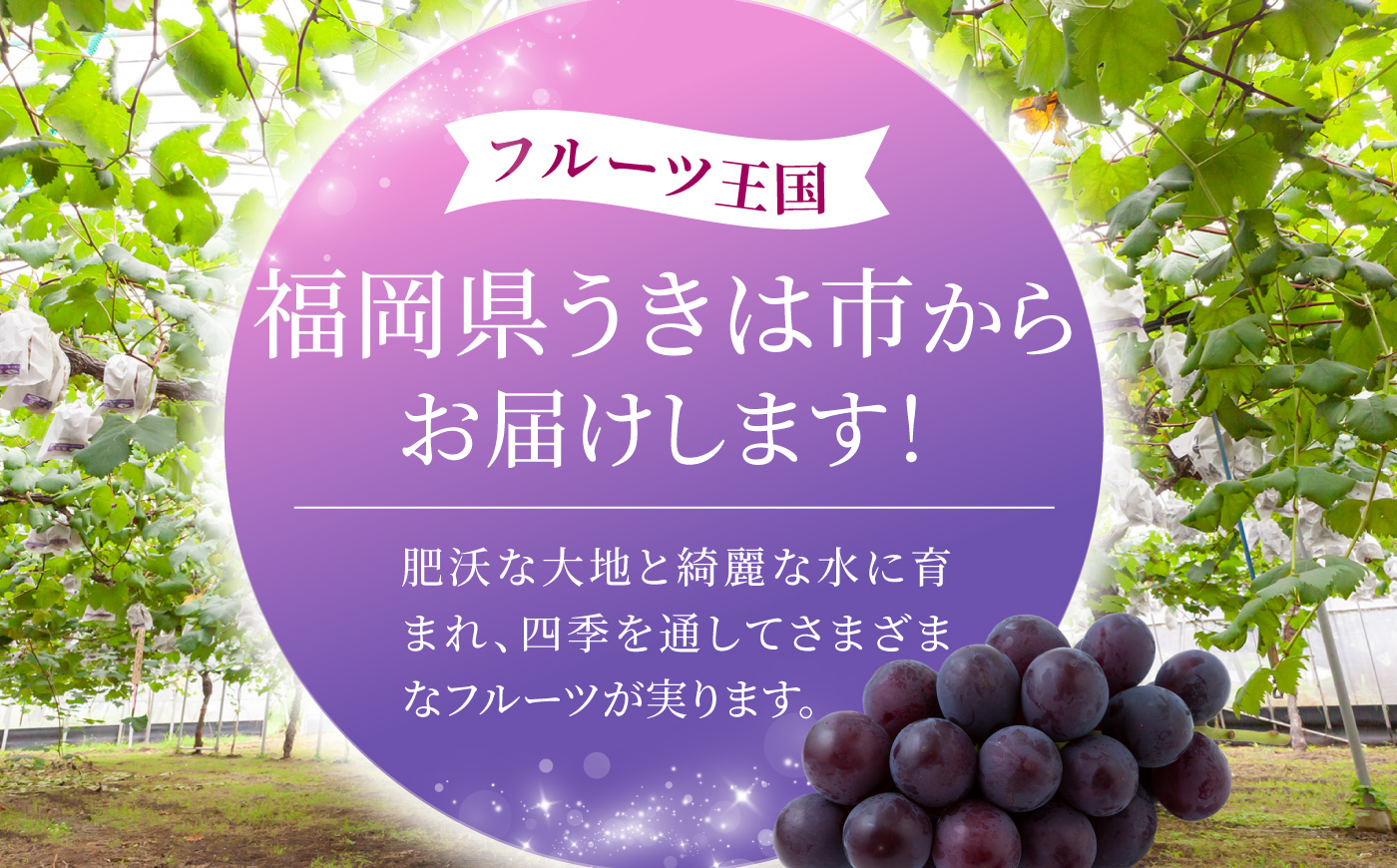 【先行予約】コクのある甘さ 種あり 巨峰 4房から6房 2025年8月下旬から9月上旬 出荷予定【春光園】 ぶどう ブドウ 葡萄 巨峰 種あり 果物 フルーツ