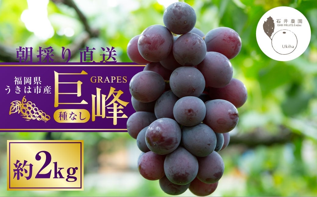 種無し 巨峰 2kg 【2026年８月上旬～8月下旬発送予定】　種なし巨峰 ぶどう ブドウ 葡萄 くだもの 果物 フルーツ 果実 福岡県 うきは市