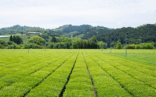 楠森堂 実生在来茶「逸品煎茶80g・蔵出し煎茶80g」セット 2024年11月から順次お届け