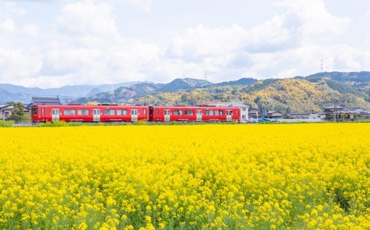 大春の里 菜の花オイル 910g×2本セット 2024年9月上旬から2025年4月中旬 出荷予定 (化学薬品を使わず造った菜種油・なたねオイル)