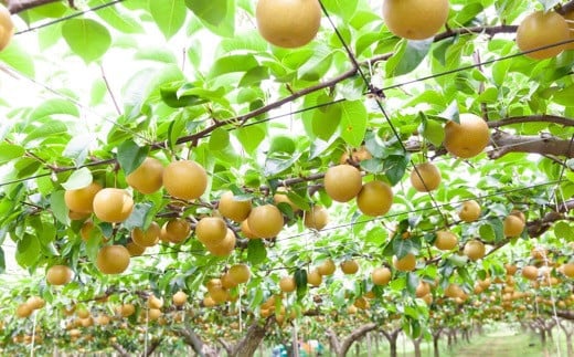 【先行予約】 鈴木農園 特撰甘果逸品 豊水梨 7玉から9玉 （約3kg） 【2026年8月下旬から9月上旬より順次発送予定】 完熟梨 梨 なし ナシ 豊水 ほうすい 果物 くだもの フルーツ 果実 新鮮 フレッシュ ジューシー お取り寄せ 福岡県 うきは市 冷蔵