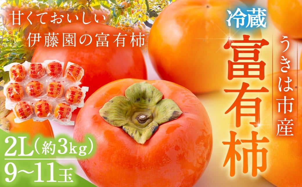 【先行予約】伊藤園 冷蔵富有柿 （2Lサイズ） 9玉～11玉 約3kg 【2025年12月中旬から12月下旬出荷予定】 ／ 富有柿 柿 果物 フルーツ くだもの うきは市