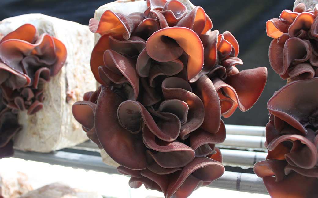 【先行予約】UIC 季節限定！完全無農薬！生きくらげ (約60g×6パック) 2025年5月から7月 出荷予定