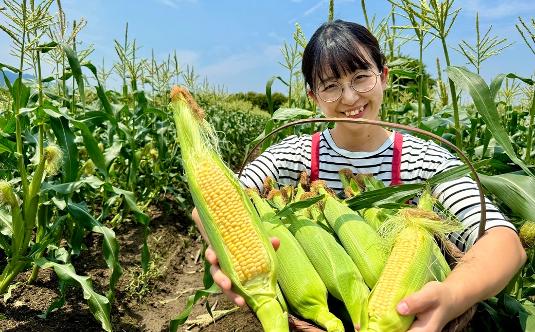 ãšããããã ãŽãŒã«ãã©ãã·ã¥ 12æ¬ïœ15æ¬å
¥ ïŒ çŽ4kg ïŒ ãã«ãŒãã³ãŒã³ çã éè ããŠã¢ãã³ã· å·èµ ã 2026幎5æäžæ¬ïœ6æäžæ¬çºéäºå® ã