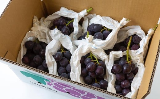 【先行予約】 原茂之巨峰園 巨峰屋こだわりの巨峰 8房から9房 （約3kg） 【2026年8月下旬～9月上旬より順次発送予定】 葡萄 ぶどう ブドウ 巨峰 きょほう 果物 くだもの フルーツ 果実 新鮮 フレッシュ ミネラル 朝採り発送 流川ブランド お取り寄せ 福岡県 うきは市 冷蔵