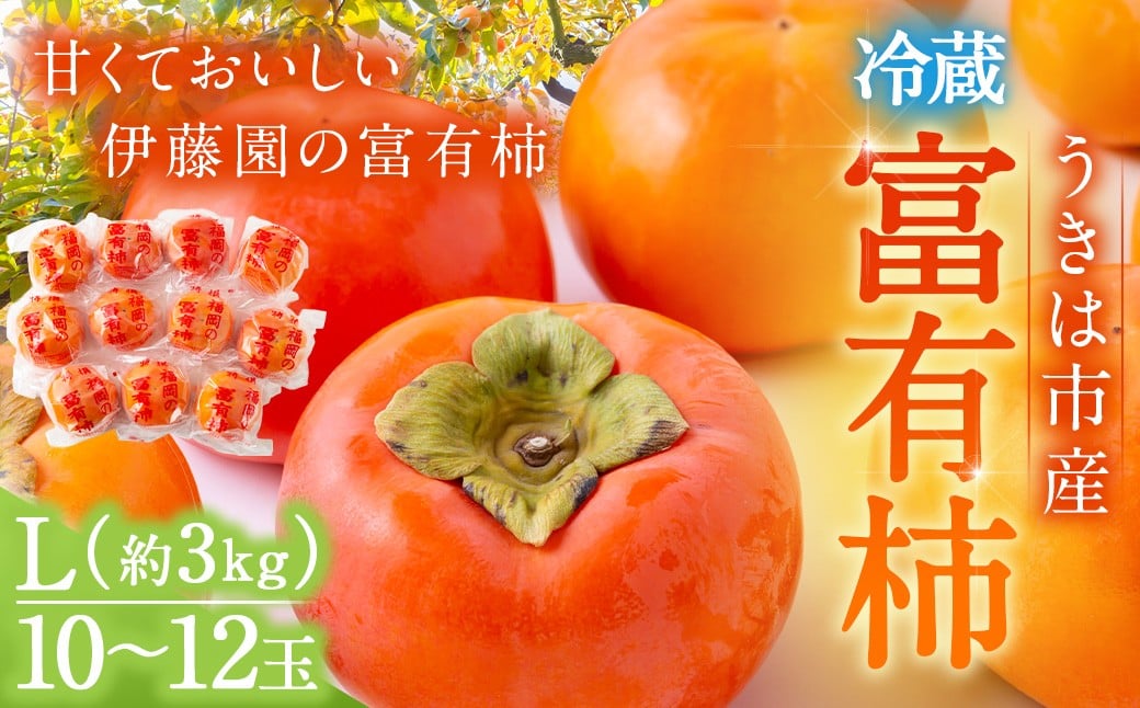 【先行予約】伊藤園 冷蔵富有柿  （Lサイズ） 10玉～12玉 約3kg 【2025年12月中旬から12月下旬出荷予定】 ／ 富有柿 柿 果物 フルーツ くだもの うきは市