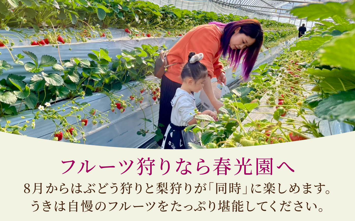 【先行予約】コクのある甘さ 種あり 巨峰 4房から6房 2025年8月下旬から9月上旬 出荷予定【春光園】 ぶどう ブドウ 葡萄 巨峰 種あり 果物 フルーツ