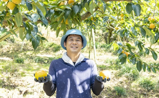 【先行予約】三浦農園 太秋柿 7玉から9玉 (3Lから4L) 2025年10月上旬から10月下旬 出荷予定