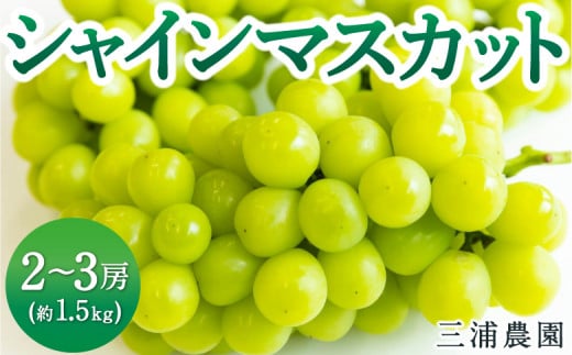 [先行予約]三浦農園 シャインマスカット 2房から3房 (約1.5kg) 2025年9月上旬から10月上旬 出荷予定