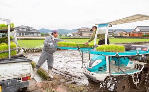 【6ヶ月定期便】日永園 ヒノヒカリ 白米3kg×6ヶ月