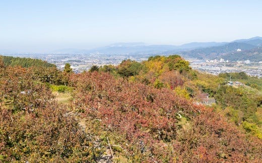 伊藤園 富有柿 2Lサイズ 16玉から18玉 2024年11月中旬から11月下旬 出荷予定