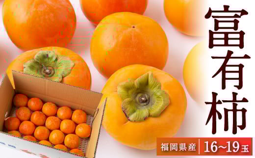 【先行予約】江藤農園 富有柿 16玉から19玉(約5kg) 2025年11月中旬から11月下旬 出荷予定