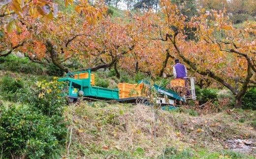 日永園 冷蔵富有柿 7玉から8玉（2Lから3Lサイズ） 【2025年12月下旬から2026年2月下旬出荷予定】 柿 フルーツ 果物