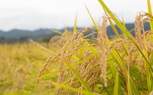 【2025年10月下旬より順次発送開始】野上耕作舎 野上米ヒノヒカリ 玄米30kg ひのひかり 玄米 米 お米 ご飯 国産 九州産 福岡県 うきは市