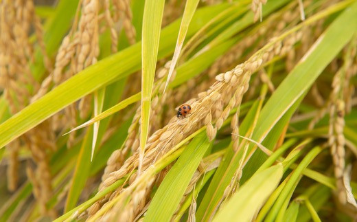 野上耕作舎 野上米ヒノヒカリ 玄米30kg