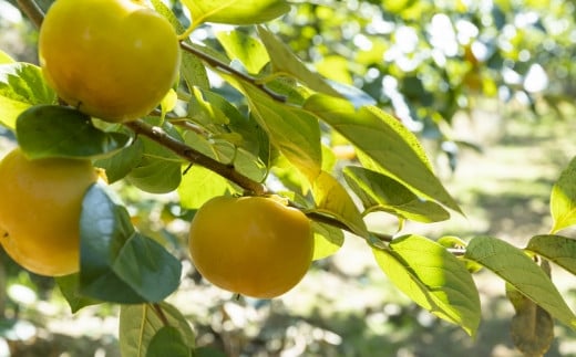 ãå
è¡äºçŽã äžæµŠèŸ²å å€ªç§æ¿ 7çãã9ç ïŒ3Lãã4LïŒ ã2026幎10æäžæ¬ãã10æäžæ¬ åºè·äºå®ã æ¿ ãã ã«ã å€ªç§ ãããã
ã å®å
šçæ¿ æç© ãã ãã® ãã«ãŒã æå® ãžã¥ãŒã·ãŒ ãåãå¯ã çŠå²¡ç ããã¯åž