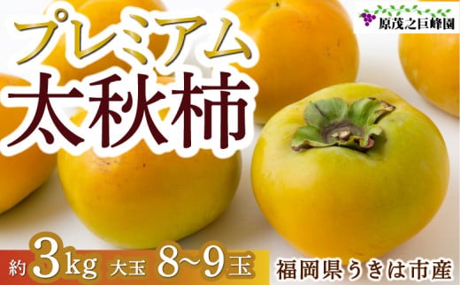 【先行予約】原茂之巨峰園 プレミアム太秋柿 大玉 8玉から9玉 (約3kg) 2025年10月中旬から11月上旬 出荷予定