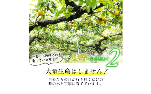 【先行予約】しゅうたの畑 希少品種 あきづき梨 6玉から7玉 2025年9月上旬から9月中旬 出荷予定