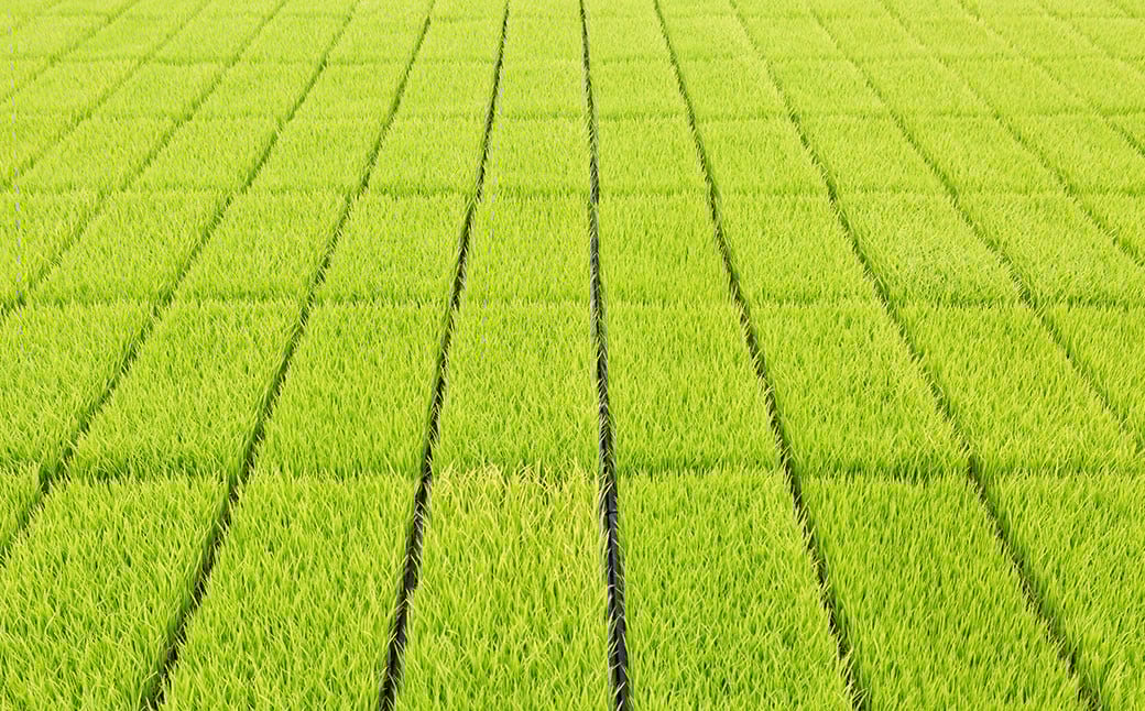 【2025年10月下旬より順次発送開始】野上耕作舎 野上米ヒノヒカリ 無洗米3kg ひのひかり 無洗米 米 お米 ご飯 国産 九州産 福岡県 うきは市