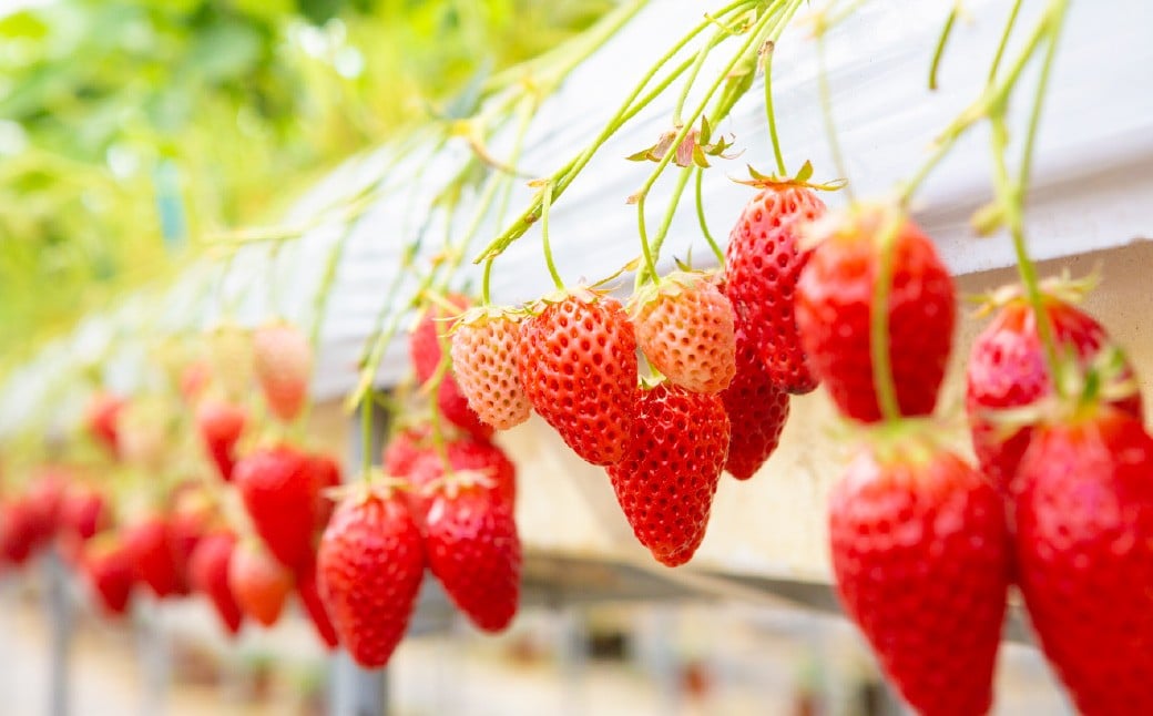 ã2026幎3æçºéã ãããããã¡ã ããŸããèºã»ãã 8ãã㯠ïŒèšçŽ2.16kgïŒ ããããèº èº ãã¡ã ã€ã㎠æç© æå® ãã«ãŒã ä¹å· çŠå²¡ç ããã¯åž å·èµ