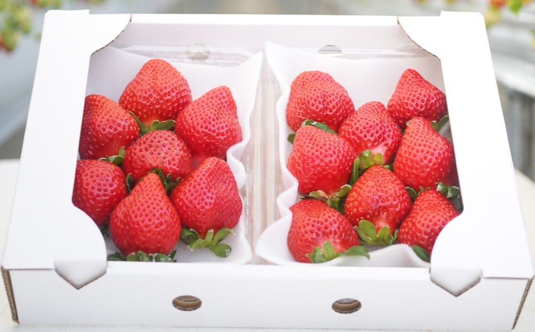 ã2026幎3æçºéã ãããããã¡ã ããŸããèºã»ãã 8ãã㯠ïŒèšçŽ2.16kgïŒ ããããèº èº ãã¡ã ã€ã㎠æç© æå® ãã«ãŒã ä¹å· çŠå²¡ç ããã¯åž å·èµ