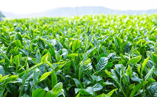 堀江銘茶園 極上 冠茶 80g×3袋セット