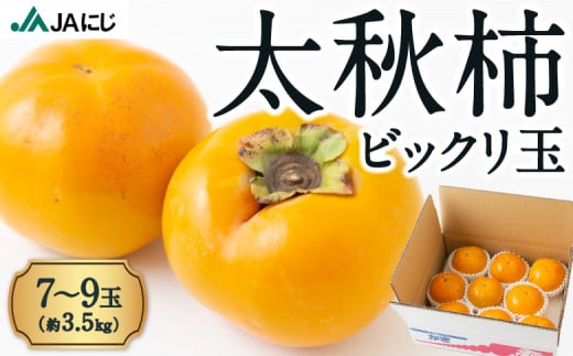 【先行予約】JAにじ 太秋柿ビックリ玉 7玉から9玉 (約3.5kg) 2025年10月中旬から10月下旬 出荷予定