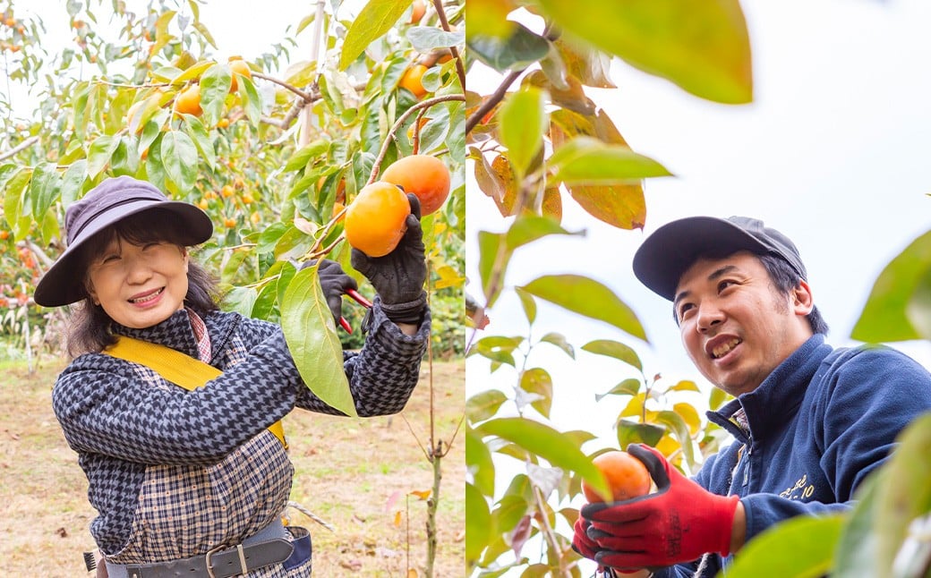 【先行予約】渡辺農園 富有柿 12玉前後 2025年11月中旬から12月上旬 出荷予定
