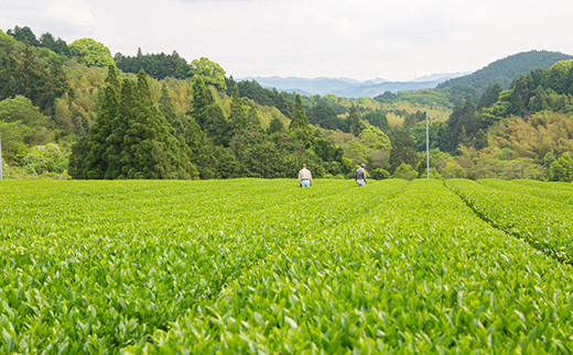 新川製茶 うきはの山茶 オーガニックティー (箱入り) 有機JAS認定 (極上煎茶・紅茶ティーバック・特上煎茶・抹茶入玄米茶)