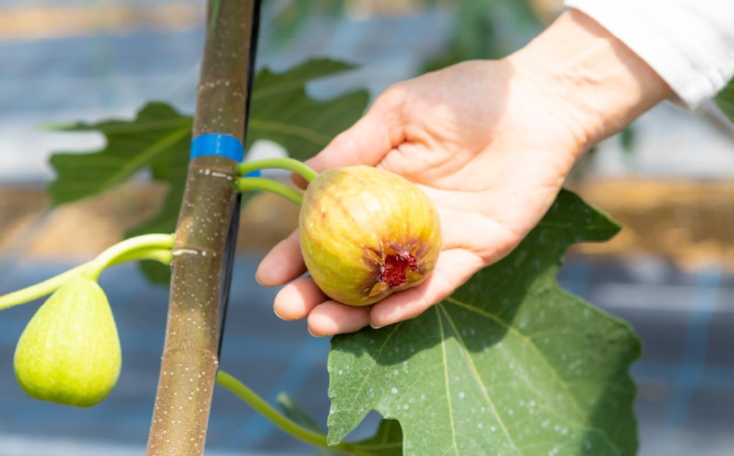 ãã¡ããïŒãšãã¿ã€ã²ãïŒ8ããã¯ã2026幎7æäžæ¬ã8æäžæ¬çºéäºå®ã ãã¡ãã ãã«ãŒã æç© ãã ãã® å·èµ çŠå²¡ç ããã¯åž