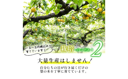 【先行予約】しゅうたの畑 あふれる果汁 幸水梨 6玉から7玉 2025年7月下旬から8月上旬 出荷予定