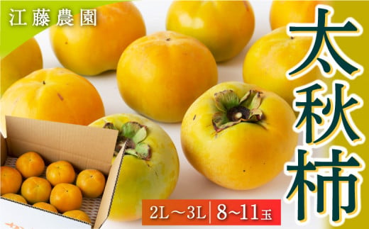 【先行予約】江藤農園 太秋柿 (2Lから3L) 8玉から11玉 2025年10月中旬から11月上旬 出荷予定