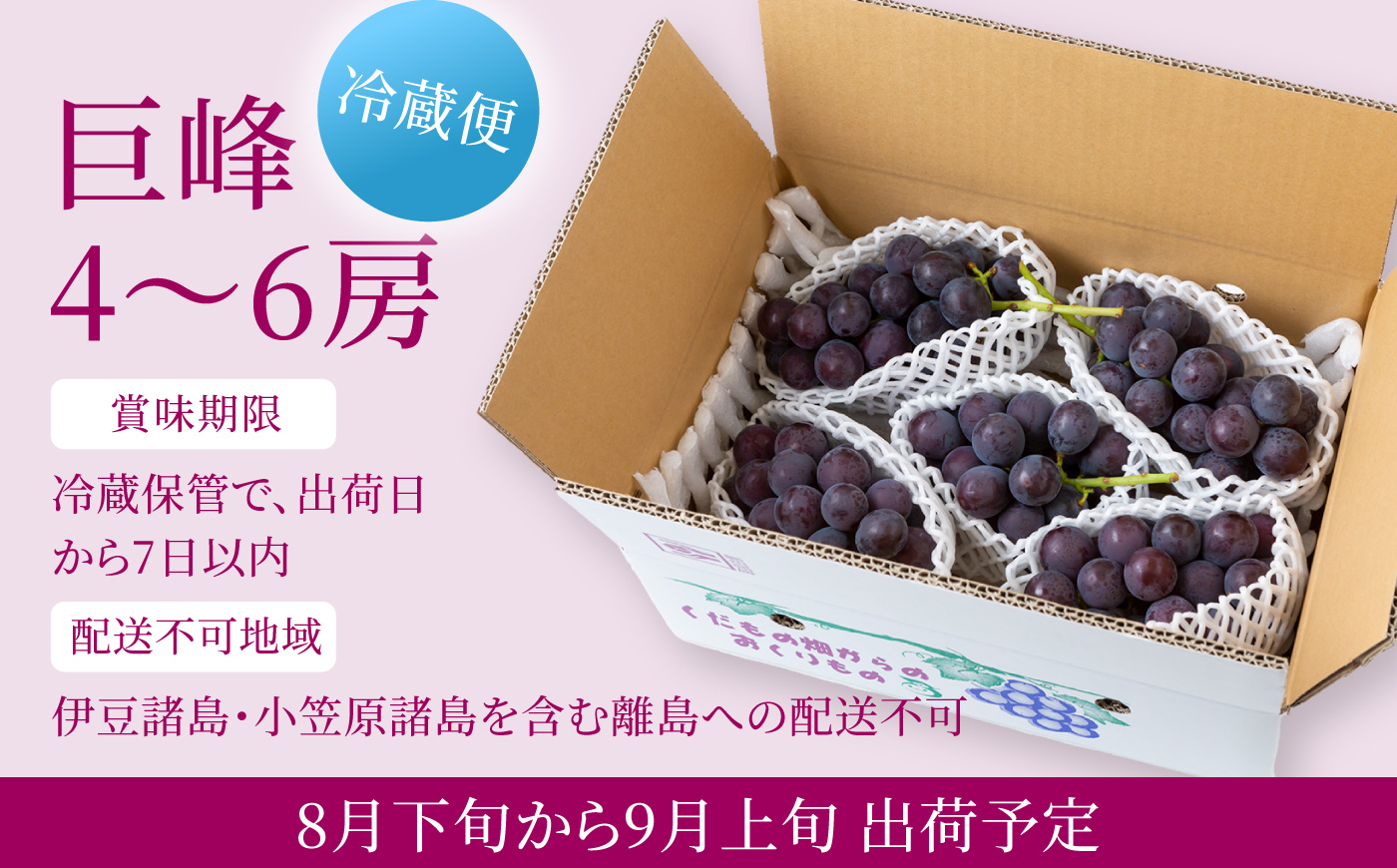 【先行予約】コクのある甘さ 種あり 巨峰 4房から6房 2025年8月下旬から9月上旬 出荷予定【春光園】 ぶどう ブドウ 葡萄 巨峰 種あり 果物 フルーツ