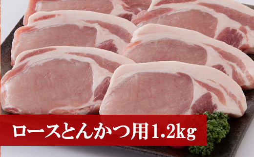 〈野田精肉店〉厳選豚肉(ロースとんかつ用1.2kg) [M76]