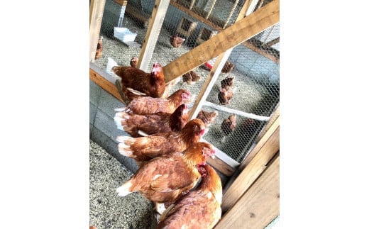 【定期便6回】【平飼い有精卵】30個入（26個+割れ保証4個） 合計180個 たまご 卵 玉子 鶏卵 平飼い 有精卵 定期便