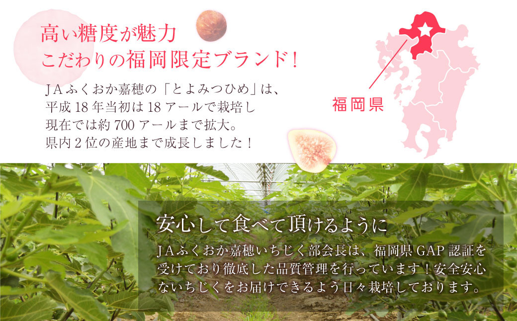 JAふくおか嘉穂 いちじく とよみつひめ 秀品 300g（3～5玉）×4パック 計1.2kg 【2025年8月上旬～10月下旬発送予定】