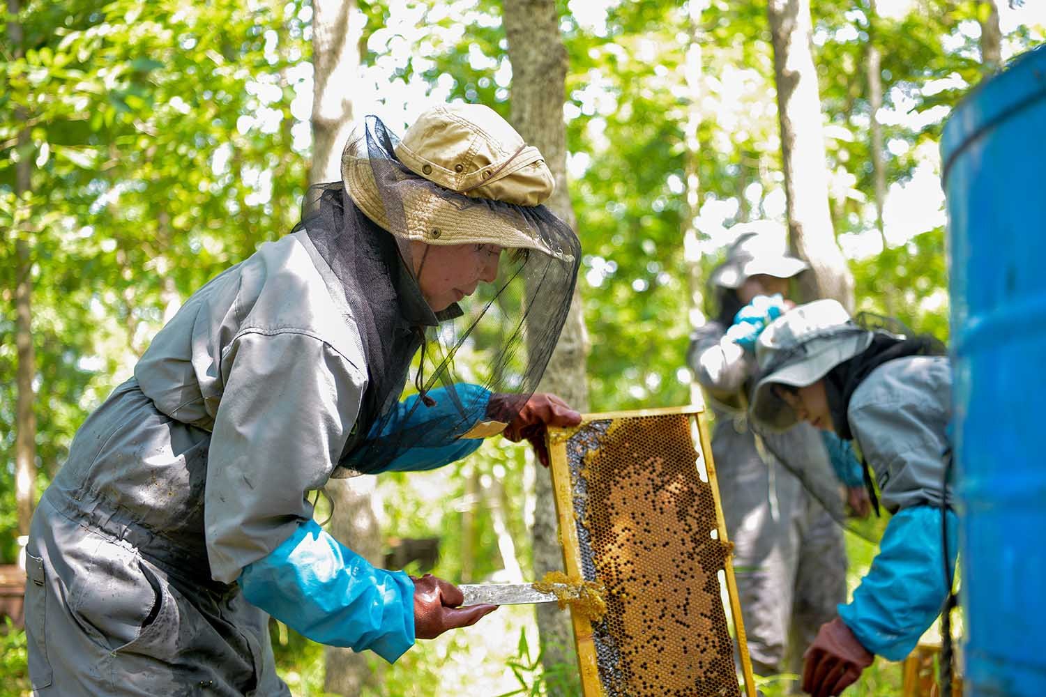 辻養蜂場 レンゲ蜂蜜 500g×2本 計1kg はちみつ