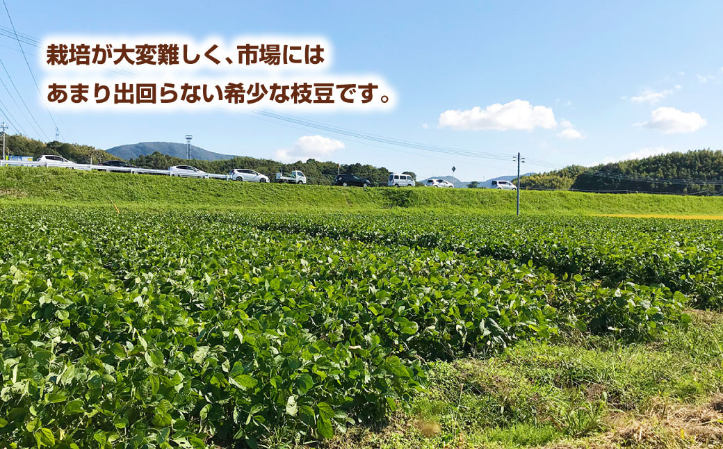 年に1度の青々とした若さをお届け！希少な嘉麻ひすい 根付き 枝付き 生枝豆 【2025年10月上旬～下旬発送予定】 希少 青大豆 キヨミドリ 