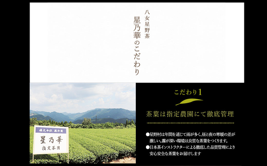 八女星野 深蒸し茶100g 3本詰め 合計300g セット 緑茶 茶葉 