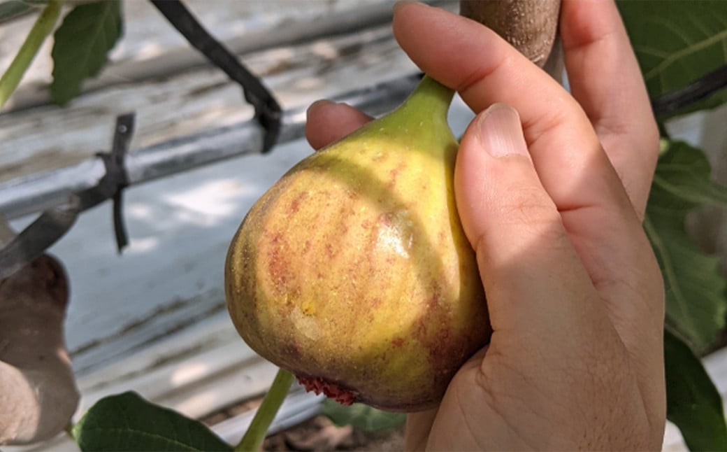 じぃじの いちじく【とよみつひめ】約1kg 【2025年8月上旬～10月下旬発送予定】 いちじく 果物 フルーツ 無花果 イチジク とよみつひめ 完熟