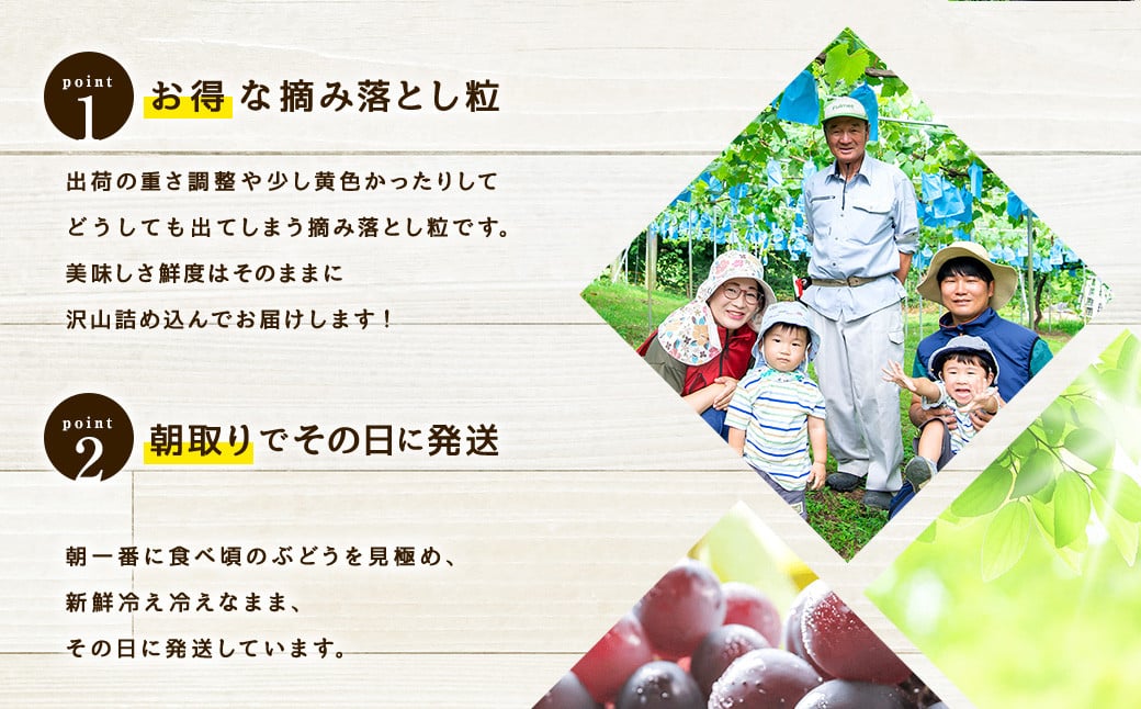 【訳あり品】福岡県産シャインマスカット 摘み落とし粒 約1kg 【2025年8月下旬～9月下旬迄発送予定】