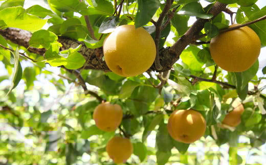  梨 7kg 【2025年8月上旬～12月上旬発送予定】 九州産 なし 果物 フルーツ