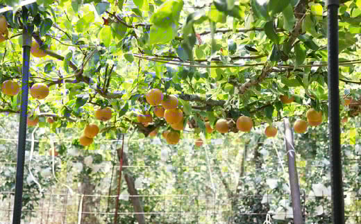  梨 7kg 【2025年8月上旬～12月上旬発送予定】 九州産 なし 果物 フルーツ