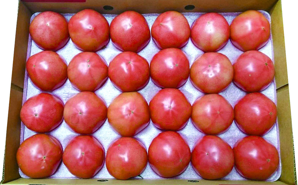 JAふくおか嘉穂 嘉穂のこくうま エコトマト4kg とまと 福岡県 嘉麻市 【2026年1月下旬-6月上旬迄順次発送予定】