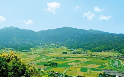 嘉麻市産 夢つくし 6kg 清らかな水で育った 福岡県産 特別栽培米